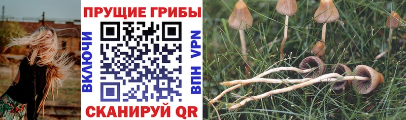 Купить где  Зерноград  Псилоцибиновые грибы Magic Shrooms 